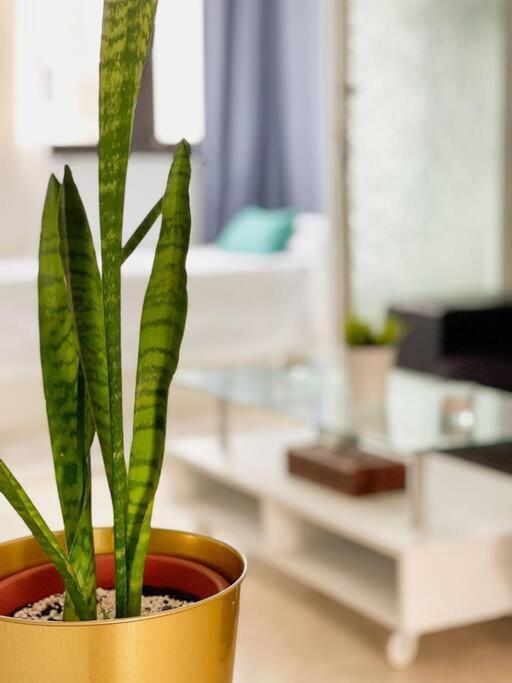 Oceano Azul Luminoso 50 Metros Del Mar En Centro Apartment คอร์ราเลโฮ ภายนอก รูปภาพ